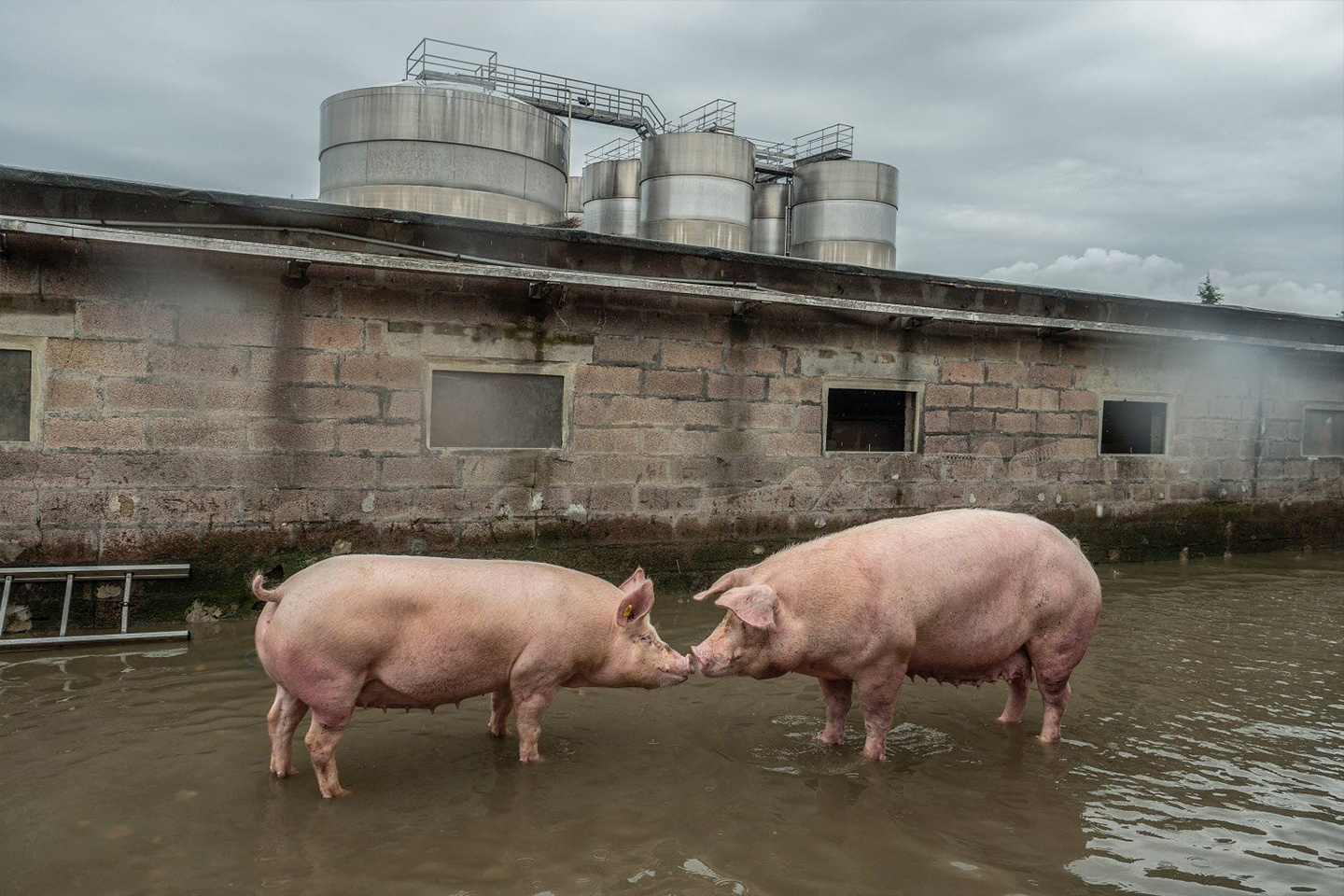 Pigs that survived severe flooding at a factory farm stand in contaminated water. Extreme weather, worsened by years of drought, caused nearby rivers to overflow. Factory farms amplify environmental risks, turning floods into biological hazards.